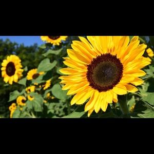 Meet your Posher, Alexa